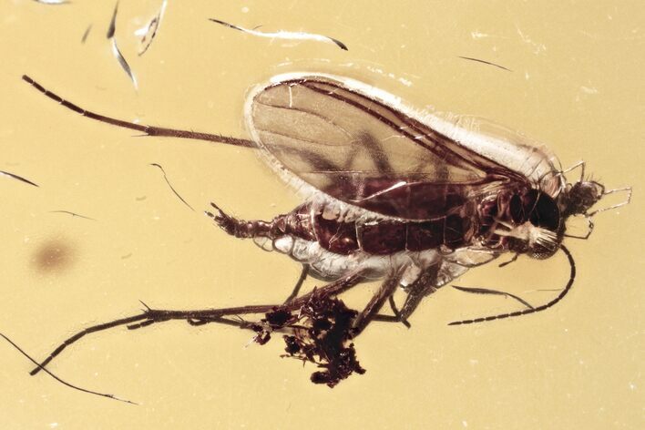 Fossil Fly, Fungus Gnat, and Phoretic Mite in Baltic Amber #315364